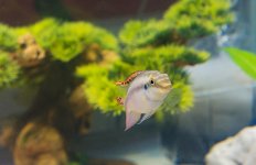 Cichlid2-L.jpg