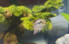 Cichlid2.jpg