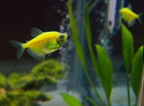 Glowfish1-L.jpg