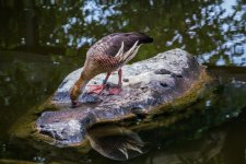 Duckdrinkn.jpg
