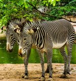 Zebras.jpg