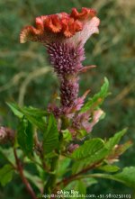 ESC_3643.jpg
