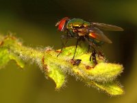 Fly.jpg