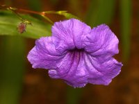 Ruellia.jpg