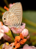 Hairstreak.jpg