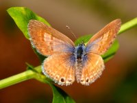 Hairstreak2.jpg