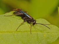 Wasp2.jpg