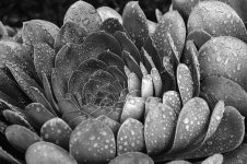 Lotus-Flower-Wannabe-(B&W).jpg