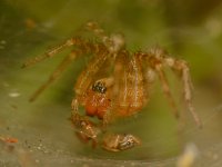 Spider2.jpg