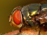 Fly6.jpg