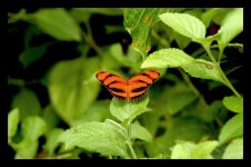 Butterfly.jpg