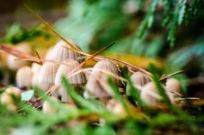 20141012-Small mushrooms.jpg