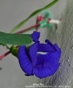 ESC_3665.jpg
