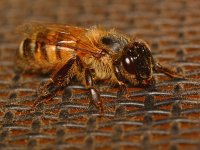 Bee2.jpg
