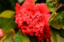 DSC_5255.jpg