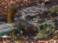 Squirrel.jpg