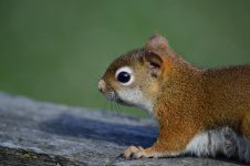 DSC_0871.jpg