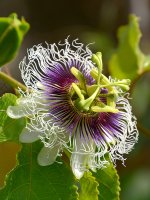 Passiflora.jpg