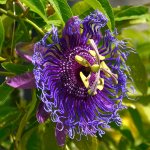 Passiflora2.jpg