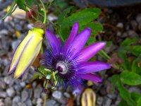 Passiflora3.jpg