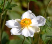WhiteFlowers2.jpg