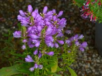 PurpleFlower.jpg