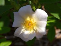 Rose5.jpg