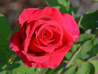 Rose2.jpg