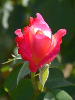Rose3.jpg