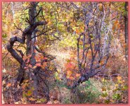 Autumn in the Wasatch Mountains.jpg