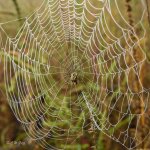 spider-wet1a.jpg