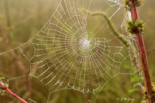 spider-wet2a.jpg