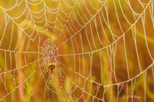 spider-weta.jpg