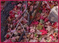 Autumn Leaves 2.jpg