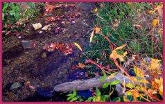 Small Stream in the Mountains.jpg
