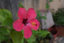 RSDSC_0618.jpg