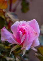 DSC_4635.jpg