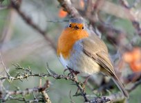 DSC_8003.jpg