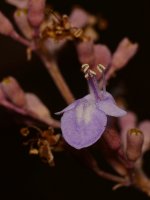 Vitex.jpg