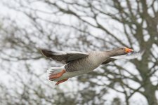 DSC_1590.jpg
