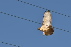 DSC_0484.jpg