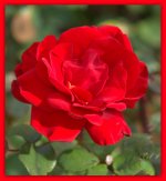 Rose on Museum Ground.jpg