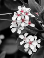Selective color on white flower.jpg