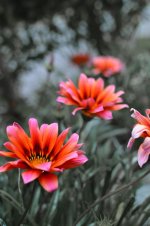 DSC_4733.jpg