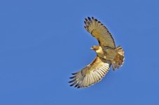DSC_0483.jpg