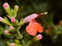 Salvia.jpg