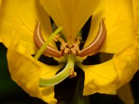 Stamen.jpg