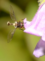 Wasp3.jpg