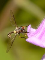Wasp4.jpg