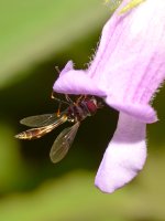 Wasp6.jpg